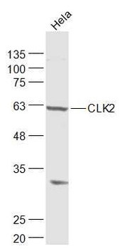 CLK2 antibody