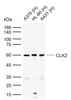 CLK2 antibody