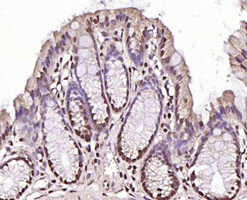 CLK2 antibody