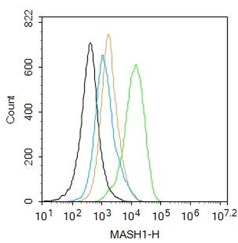 MASH1/Achaete-scute homolog 1 antibody