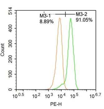 RORC Rabbit Polyclonal Antibody