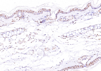 ATF4 antibody