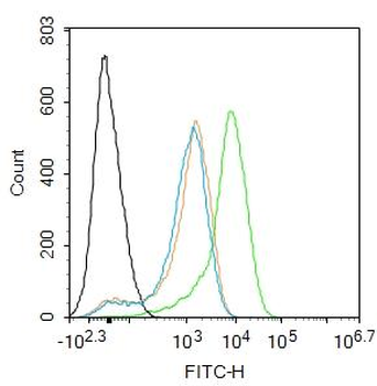 ATF4 antibody