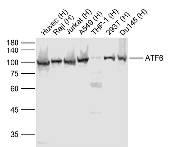 ATF6 antibody