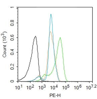 ATF6 antibody