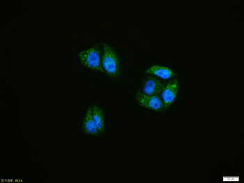 ATF6 antibody