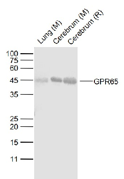 GPR65 antibody