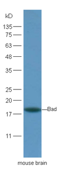 Bad antibody