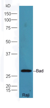 Bad antibody