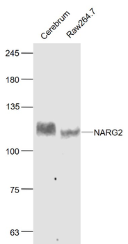 NARG2 antibody