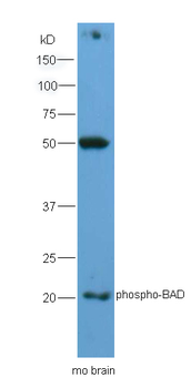 BAD (phospho-Ser128) antibody