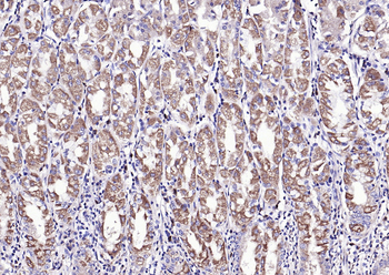 BAD (phospho-Ser128) antibody