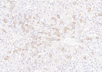 BAD (phospho-Ser128) antibody