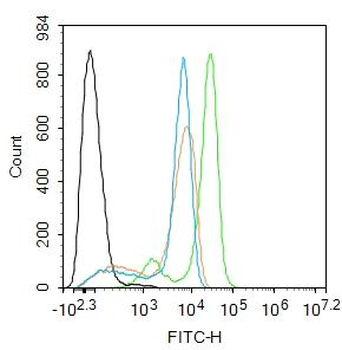 Bak antibody