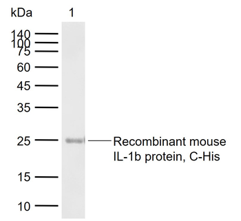 IL1 beta antibody