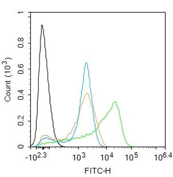 BCL2 antibody