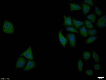 BCL2 antibody