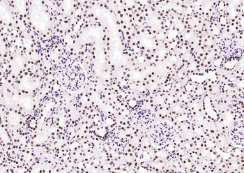 BRD7 antibody