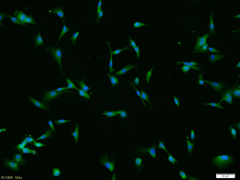 MMP-2 antibody