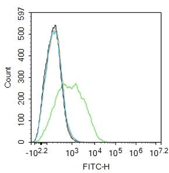 EpCAM antibody