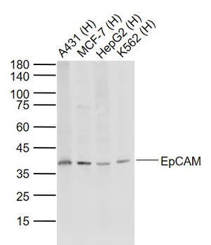 EpCAM antibody