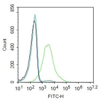 EpCAM antibody