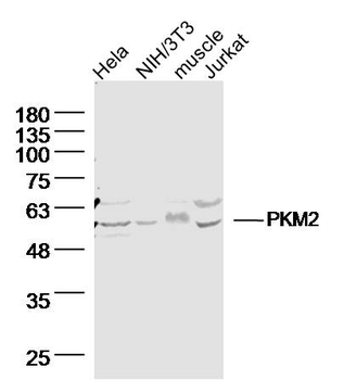 M2-PK antibody