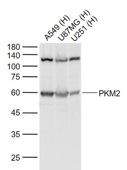 M2-PK antibody