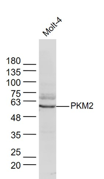 M2-PK antibody