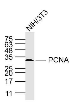 PCNA antibody