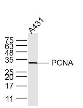 PCNA antibody