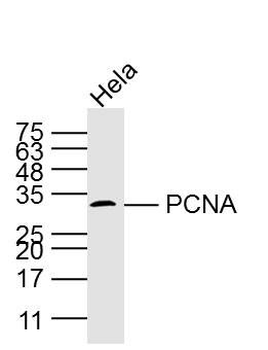 PCNA antibody