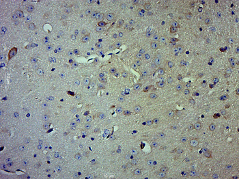 Caspase 1 antibody