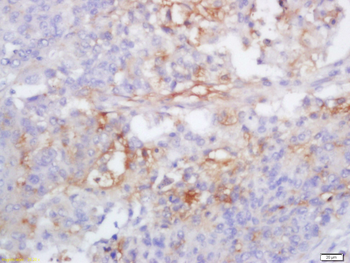 Caspase 1 antibody