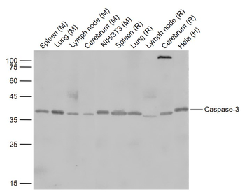 Caspase 3 antibody