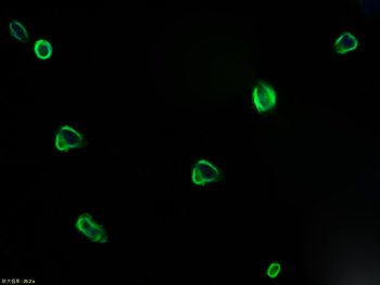 Caspase 3 antibody