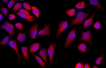 Caspase 9 antibody