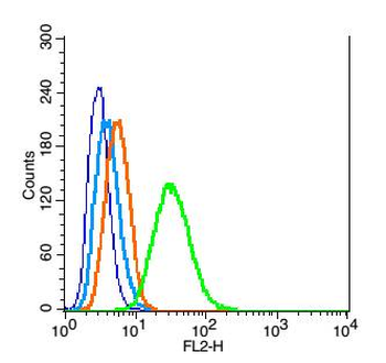 Caspase 9 antibody