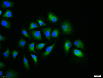 Caspase 9 antibody