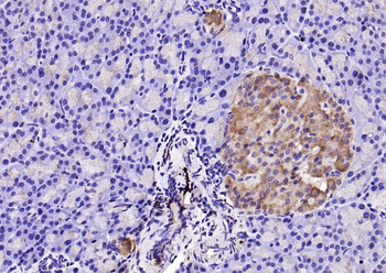 Caspase 9 antibody