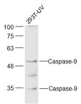 Caspase 9 antibody