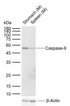 Caspase 9 antibody