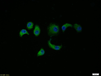 Caspase 9 antibody