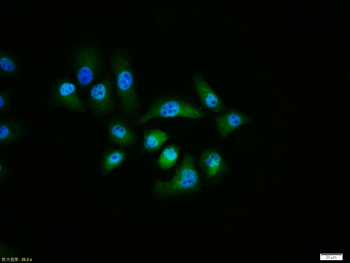 Caspase 9 antibody