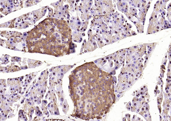 Caspase 9 antibody