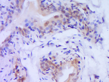 Caspase 9 antibody