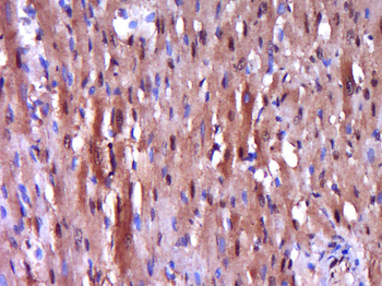 Caspase 9 antibody