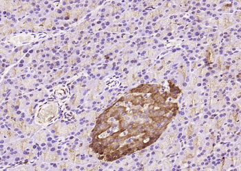 Caspase 9 antibody