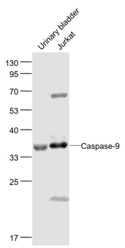 Caspase 9 antibody