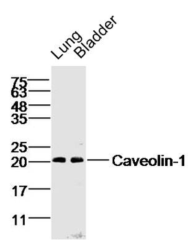 Caveolin 1 antibody